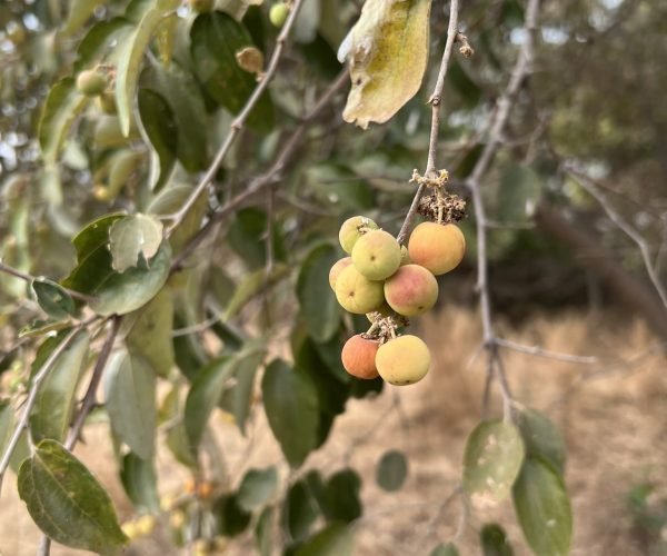 241116-citronnelle (13)