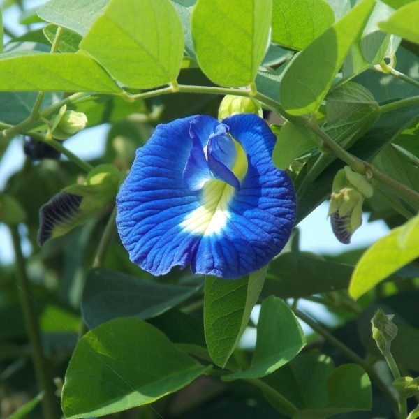 clitoria-ternatea-1738521_1280