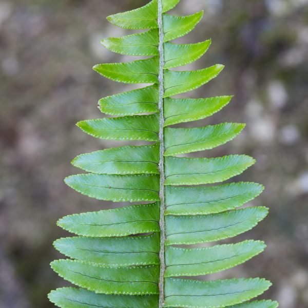 fern leaf