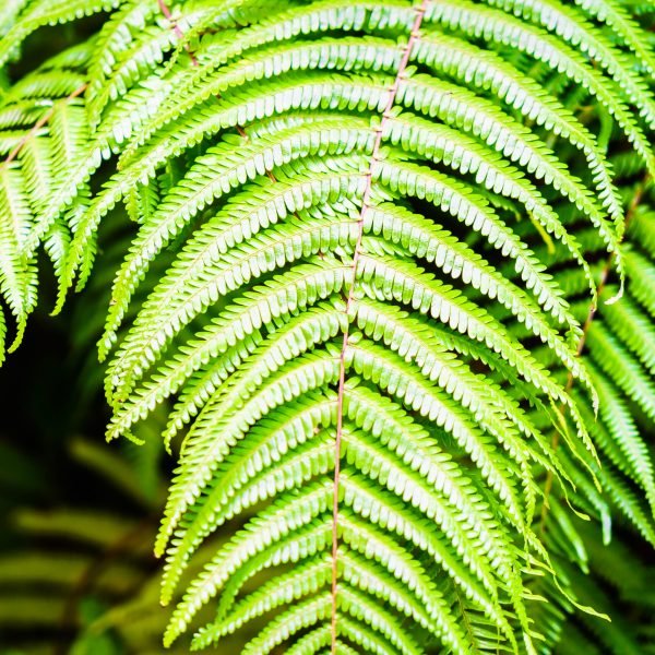 Green color of fern leaf - Selective focus point (Soft focus)