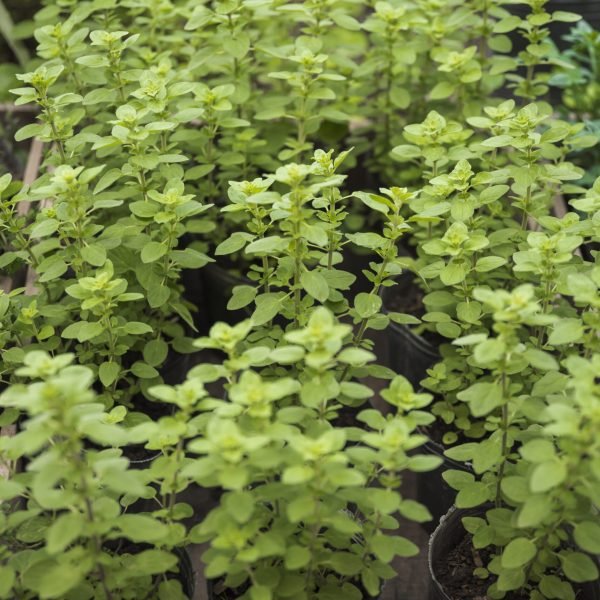 fresh-potted-plants-growing-greenhouse