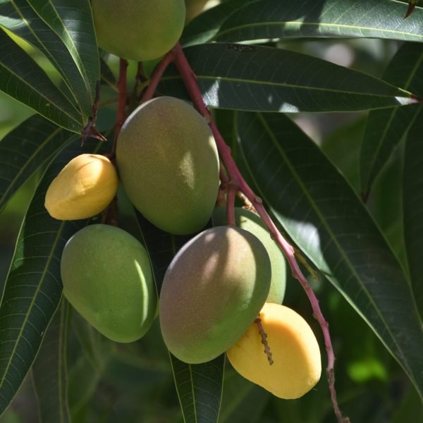 Ripening mango tree growing ripe on a lush tree in a garden.